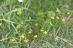 Creeping yellowcress